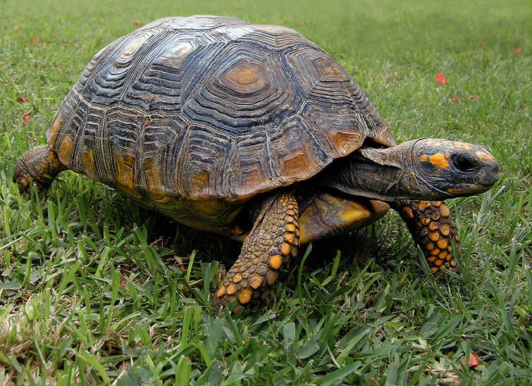 Tortoise,-Peru